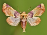 Colpocheilopteryx operatrix